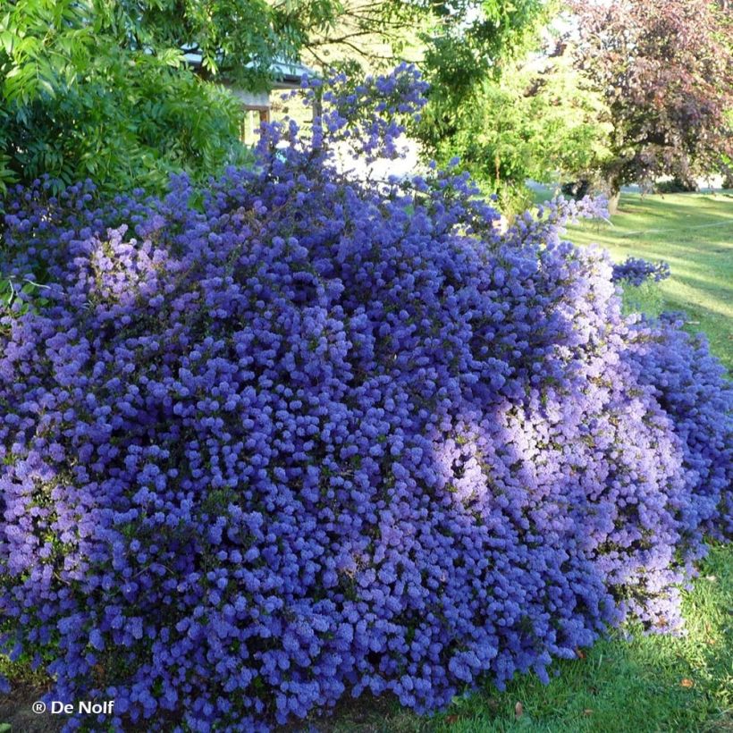 Ceanothus thyrsiflorus var. repens Blue Sapphire (Porto)