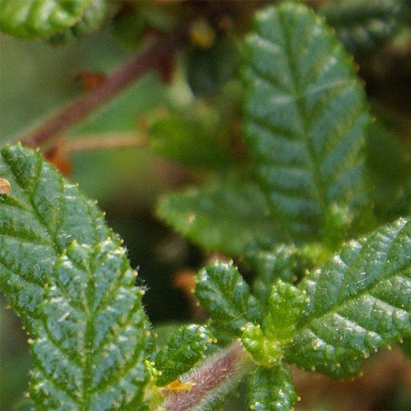 Ceanothus impressus Dark Star (Fogliame)