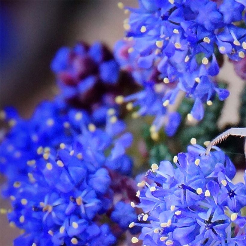 Ceanothus impressus Dark Star (Fioritura)