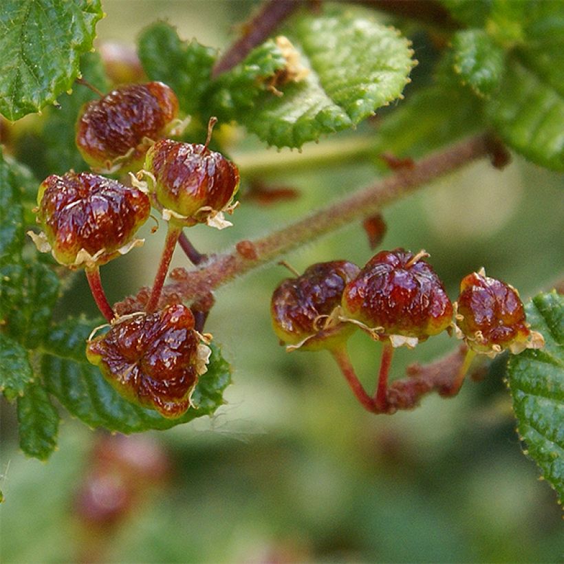 Ceanothus impressus Dark Star (Raccolta)