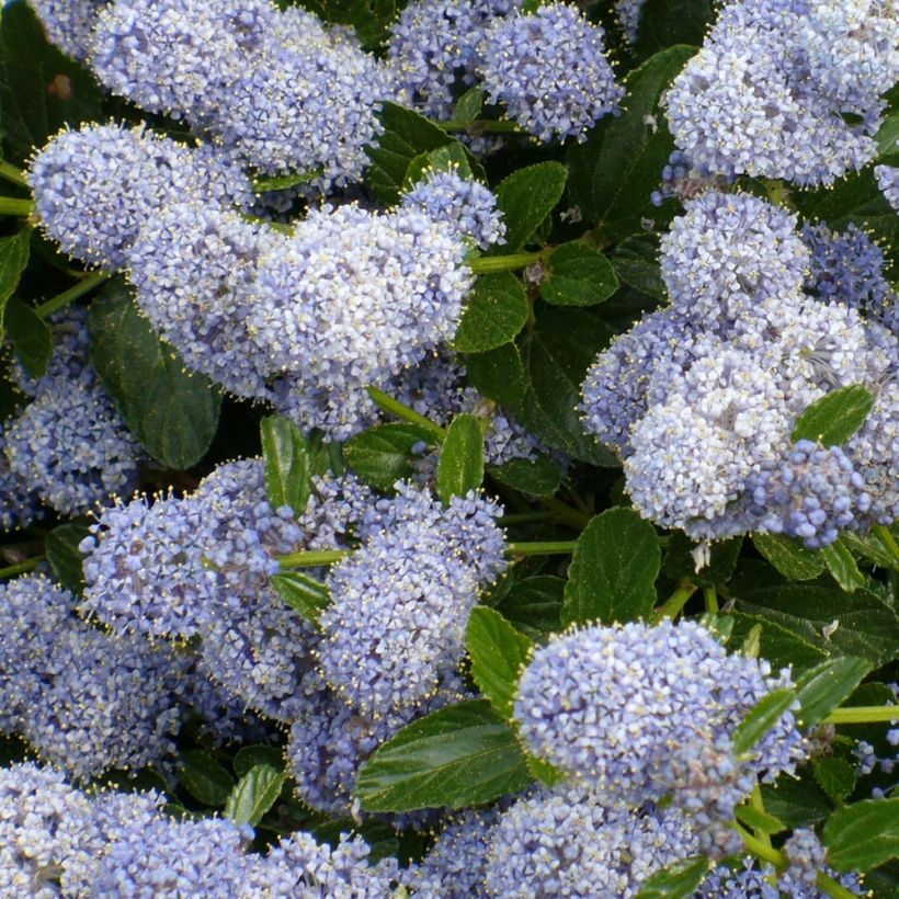 Ceanothus Edinburgh (Fioritura)