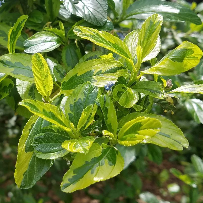 Ceanothus thyrsiflorus El Dorado (Fogliame)