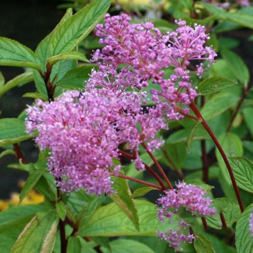 Ceanothus pallidus Perle Rose (Fioritura)