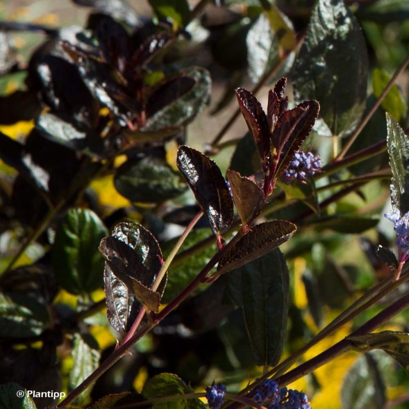 Ceanothus thyrsiflorus Tuxedo (Fogliame)