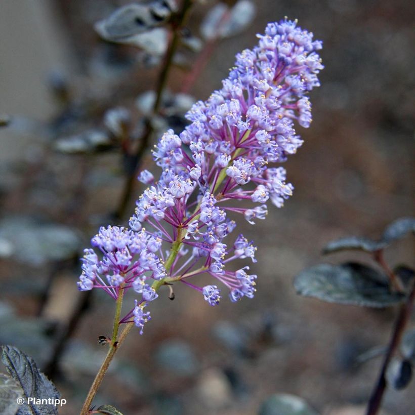 Ceanothus thyrsiflorus Tuxedo (Fioritura)