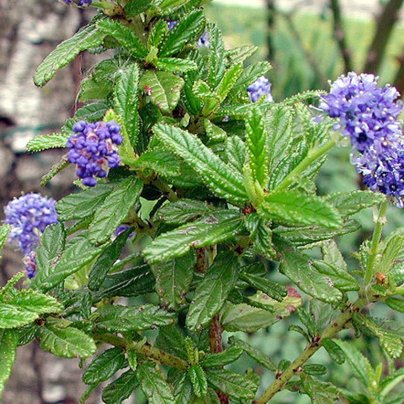 Ceanothus Blue Diamond (Fogliame)