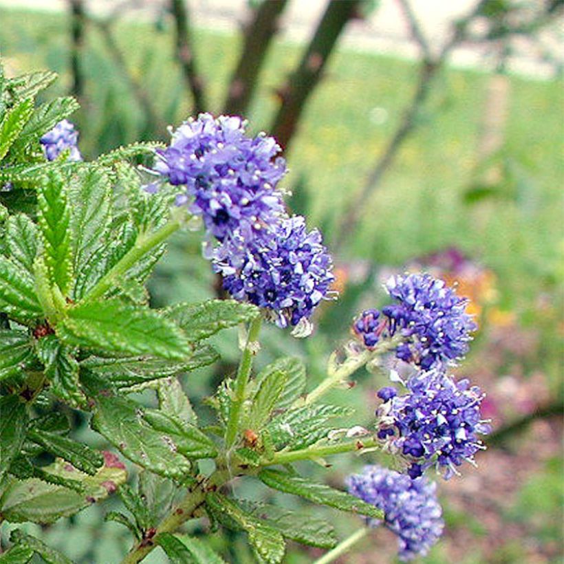 Ceanothus Blue Diamond (Fioritura)