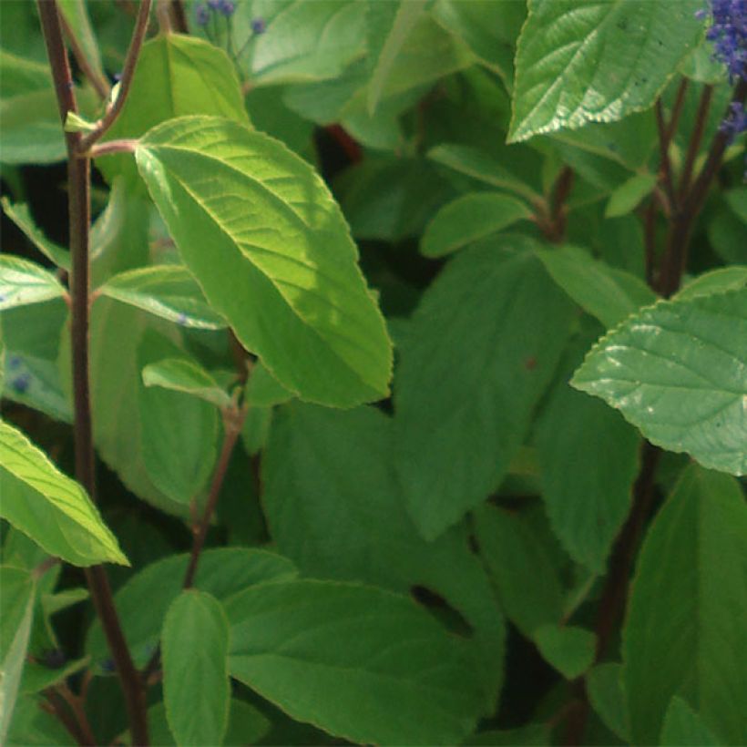 Ceanothus arboreus Concha (Fogliame)