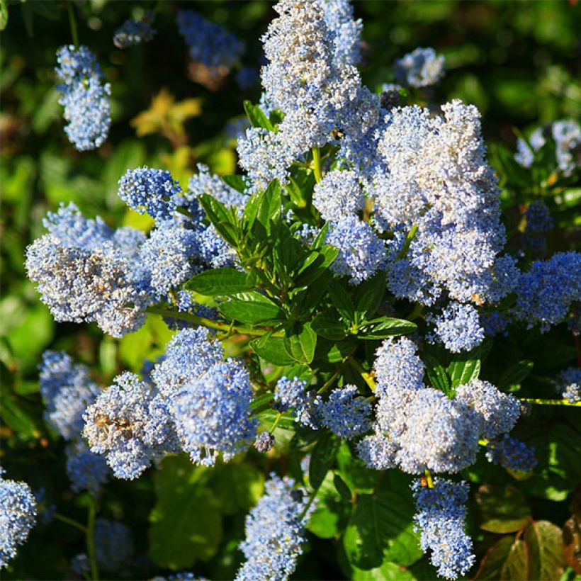 Ceanothus arboreus Concha (Fioritura)