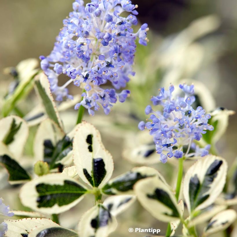 Ceanothus impressus Cool Blue (Fogliame)