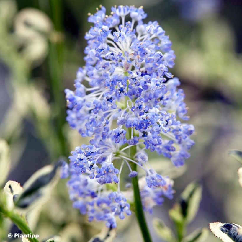 Ceanothus impressus Cool Blue (Fioritura)