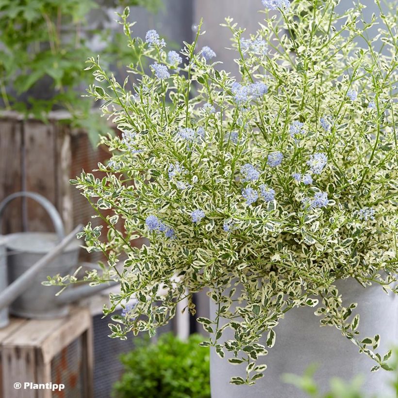 Ceanothus impressus Cool Blue (Porto)