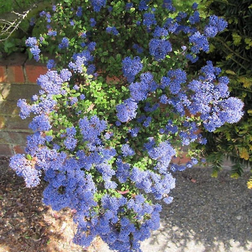 Ceanothus impressus Puget Blue (Fioritura)