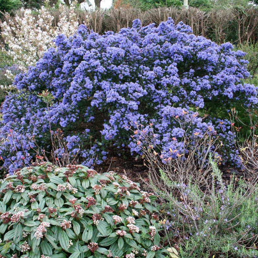 Ceanothus impressus Puget Blue (Porto)