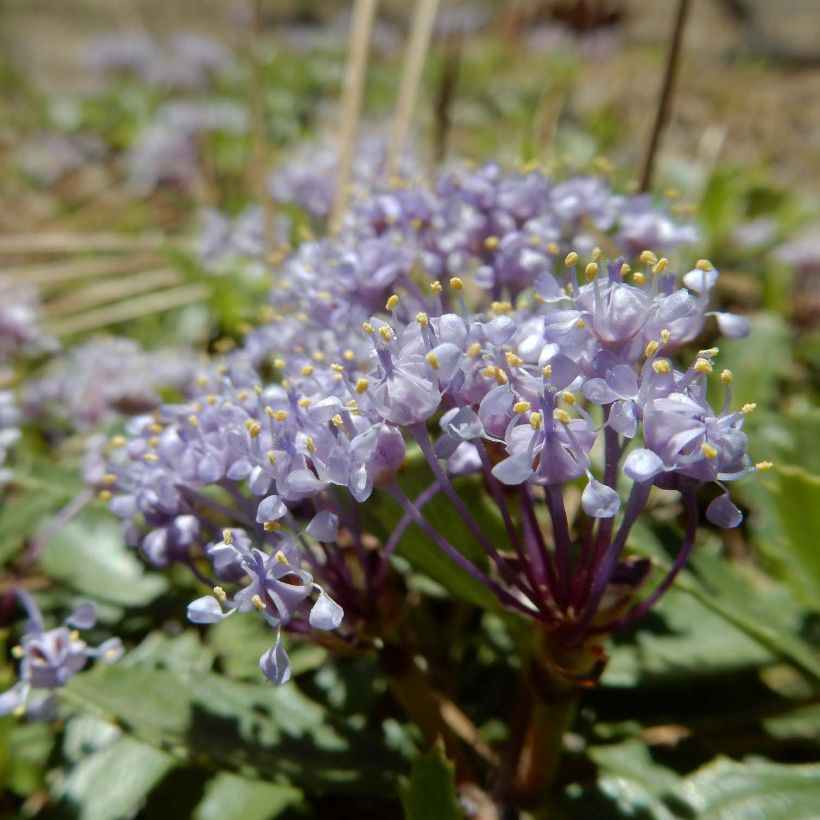 Ceanothus prostratus Prostratus (Fioritura)