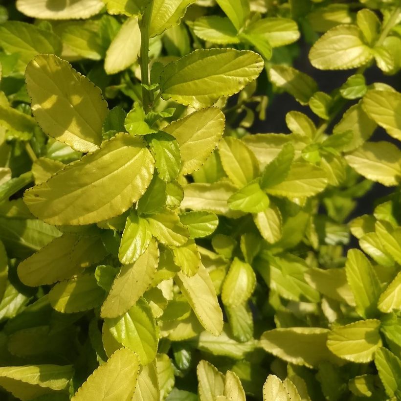 Ceanothus thyrsiflorus California Love African Queen (Fogliame)