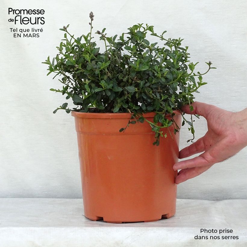 Ceanothus thyrsiflorus Repens en pot de 7.5L/10L -  Lilas de Californie esemplare consegnato in inverno