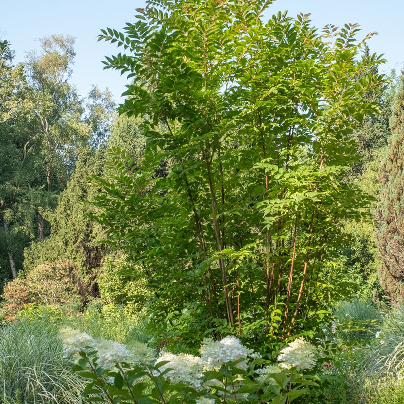 Toona sinensis (Porto)