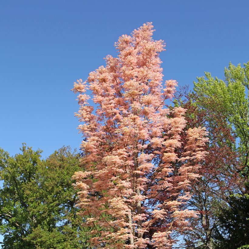 Toona sinensis Flamingo (Porto)