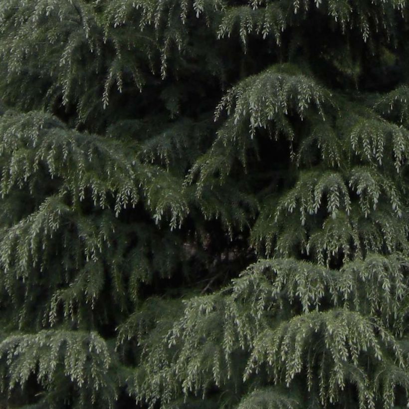 Cedrus deodara - Cedro dell'Himalaya (Fogliame)