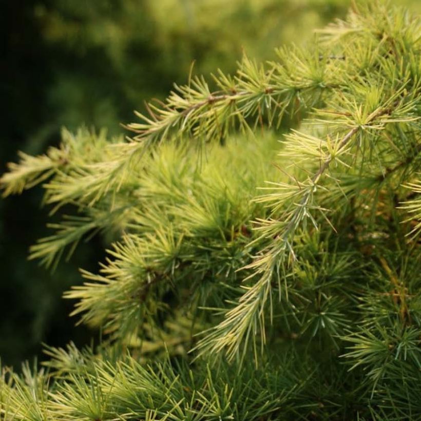 Cedrus deodara Aurea - Cedro dell'Himalaya (Fogliame)