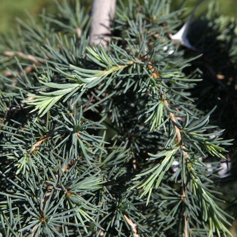 Cedrus deodara Feeling Blue - Cedro dell'Himalaya (Fogliame)