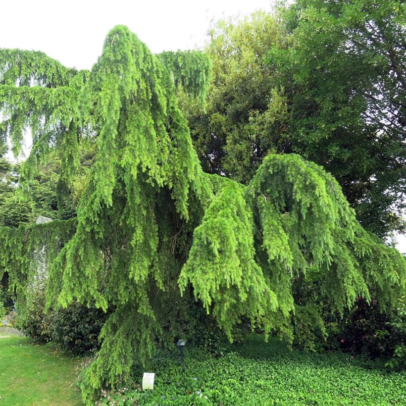 Cedrus deodara Pendula - Cedro dell'Himalaya (Porto)