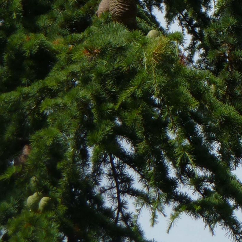 Cedrus libani - Cedro del Libano (Fogliame)