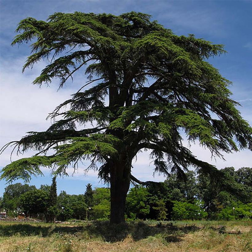 Cedrus libani - Cedro del Libano (Porto)