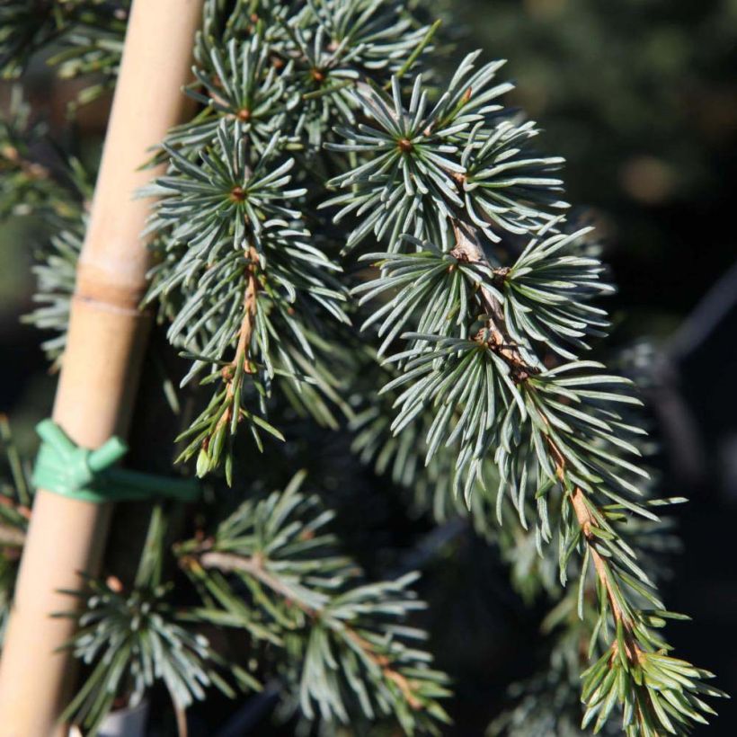 Cedrus libani Atlantica Pendula - Cedro del Libano (Fogliame)