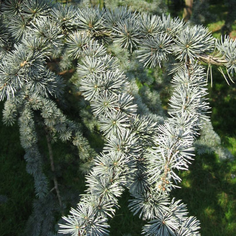 Cedrus libani subsp. atlantica Glauca - Cedro del Libano (Fogliame)