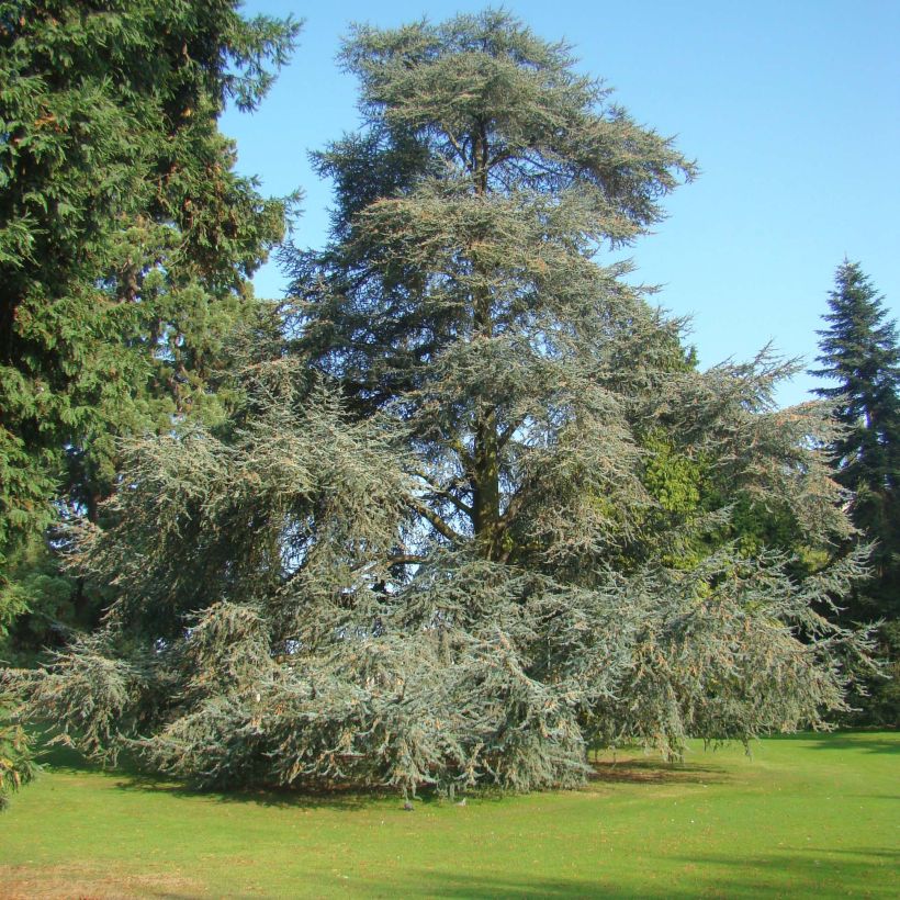 Cedrus libani subsp. atlantica Glauca - Cedro del Libano (Porto)