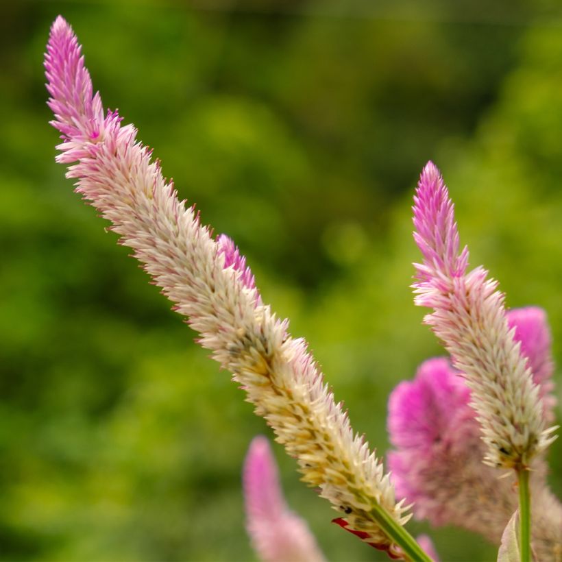 Celosia argentea var. spicata Flamingo Pink (Fioritura)