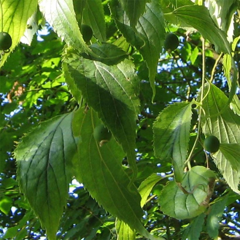 Celtis australis - Bagolaro (Fogliame)