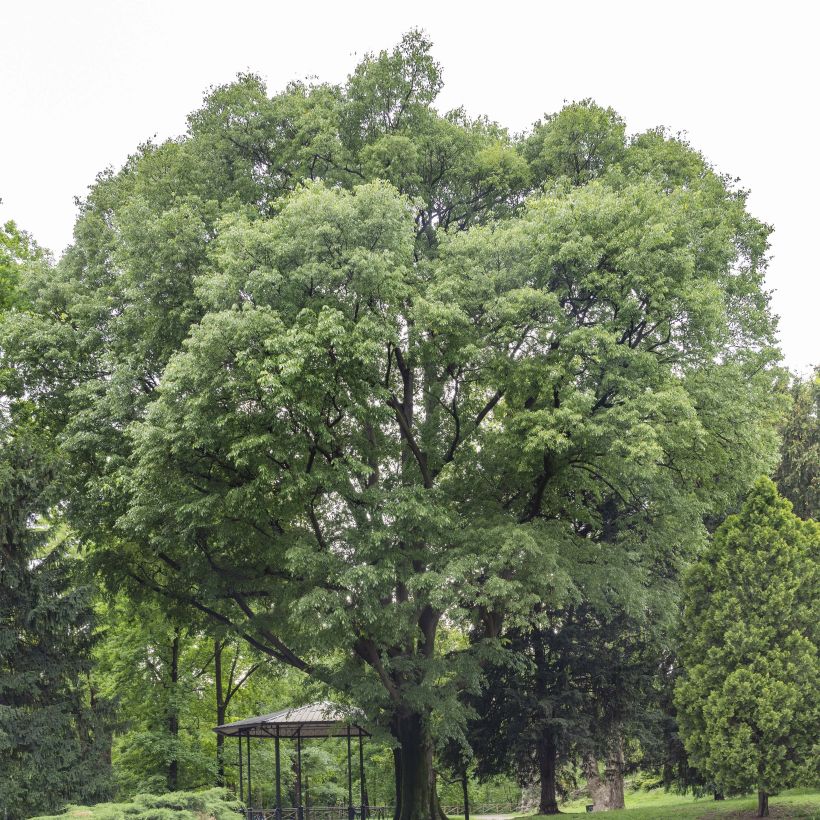 Celtis australis - Bagolaro (Porto)