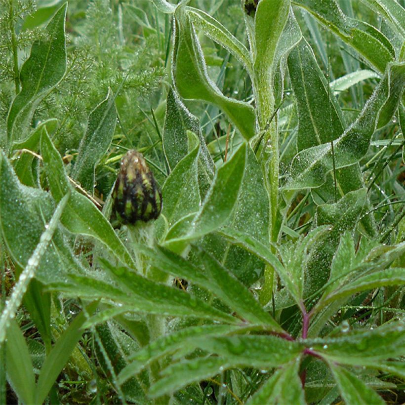 Centaurea montana Amethyst in Snow - Fiordaliso montano (Fogliame)