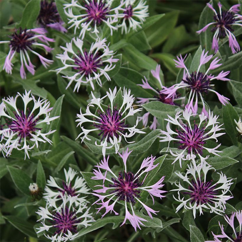 Centaurea montana Amethyst in Snow - Fiordaliso montano (Fioritura)