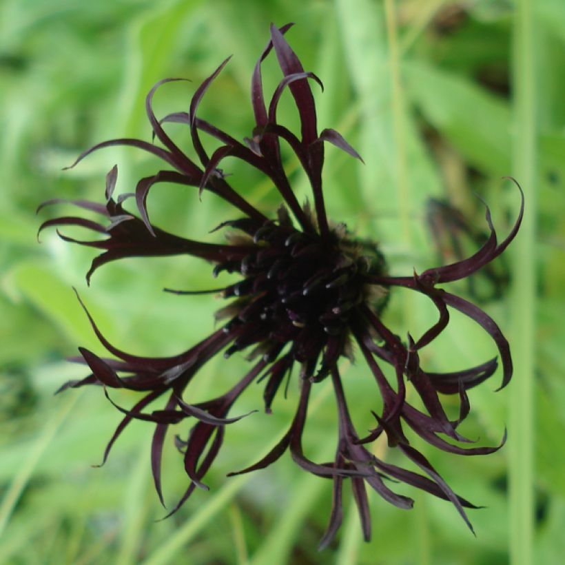 Centaurea montana Black Sprite - Fiordaliso montano (Fioritura)