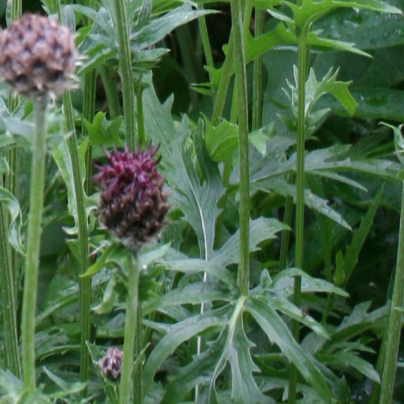 Centaurea atropurpurea - Fiordaliso (Fogliame)