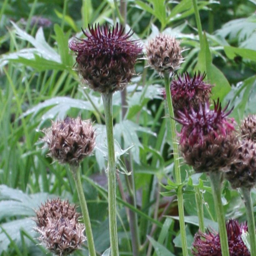 Centaurea atropurpurea - Fiordaliso (Fioritura)