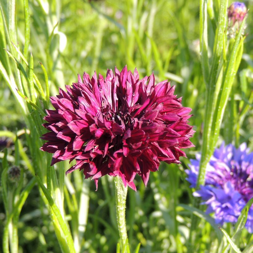 Centaurea cyanus Black Ball - Fiordaliso vero (Fioritura)