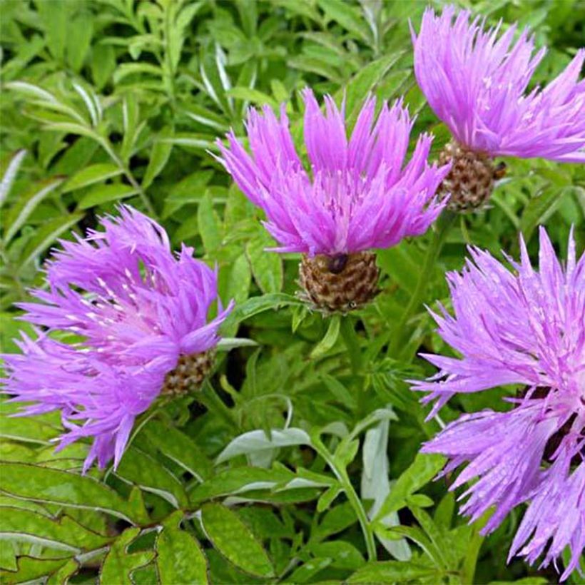 Centaurea dealbata - Fiordaliso (Fioritura)