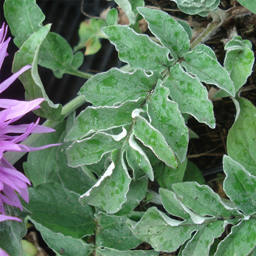 Centaurea hypoleuca John Coutts - Fiordaliso (Fogliame)