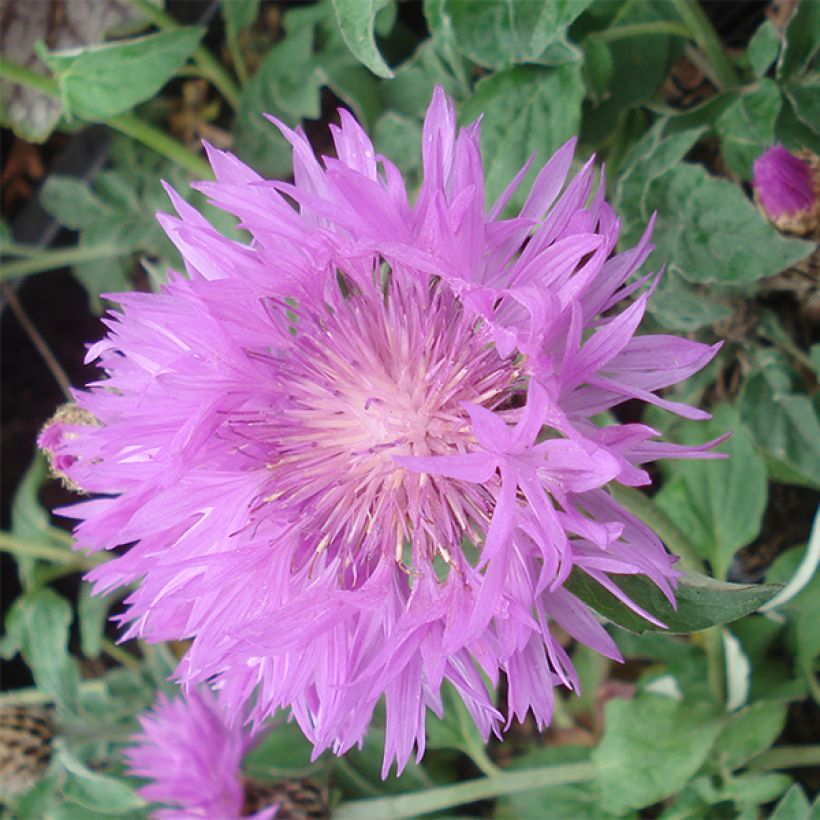 Centaurea hypoleuca John Coutts - Fiordaliso (Fioritura)