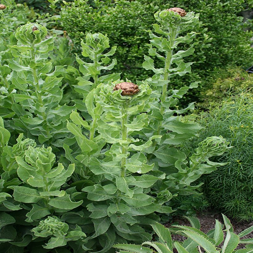 Centaurea macrocephala - Fiordaliso (Fogliame)