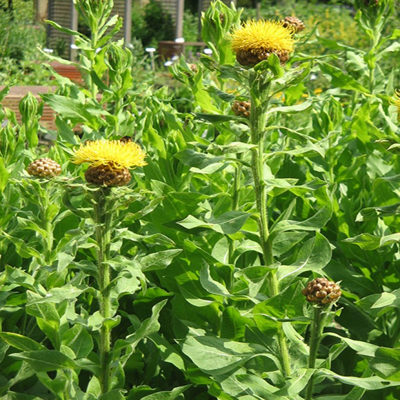 Centaurea macrocephala - Fiordaliso (Porto)