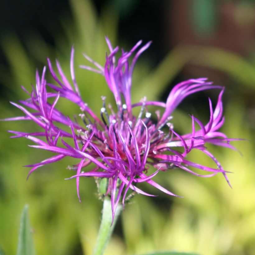 Centaurea montana Amethyst Dream - Fiordaliso montano (Fioritura)