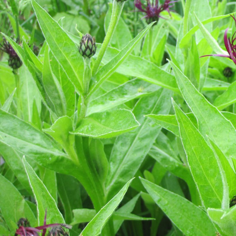 Centaurea montana Jordy - Fiordaliso montano (Fogliame)