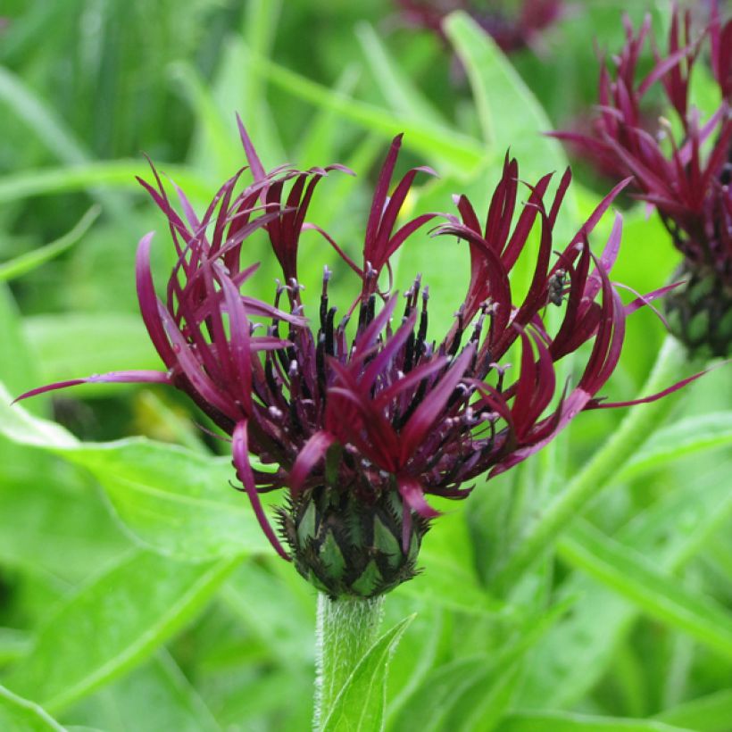 Centaurea montana Jordy - Fiordaliso montano (Fioritura)