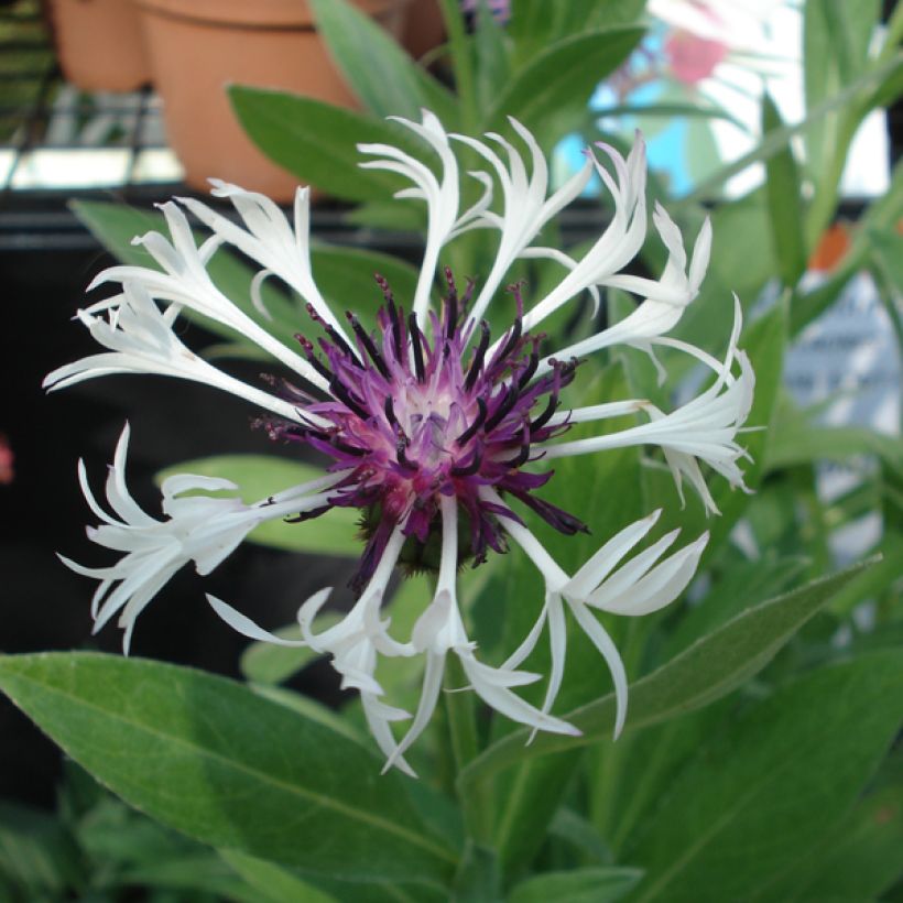 Centaurea montana Purple Heart - Fiordaliso montano (Fioritura)